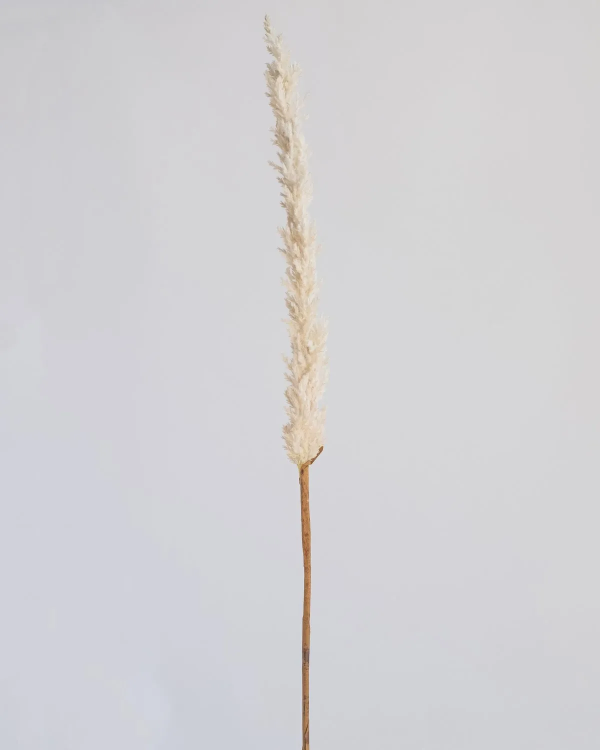 LONG REED GRASS SPRAY