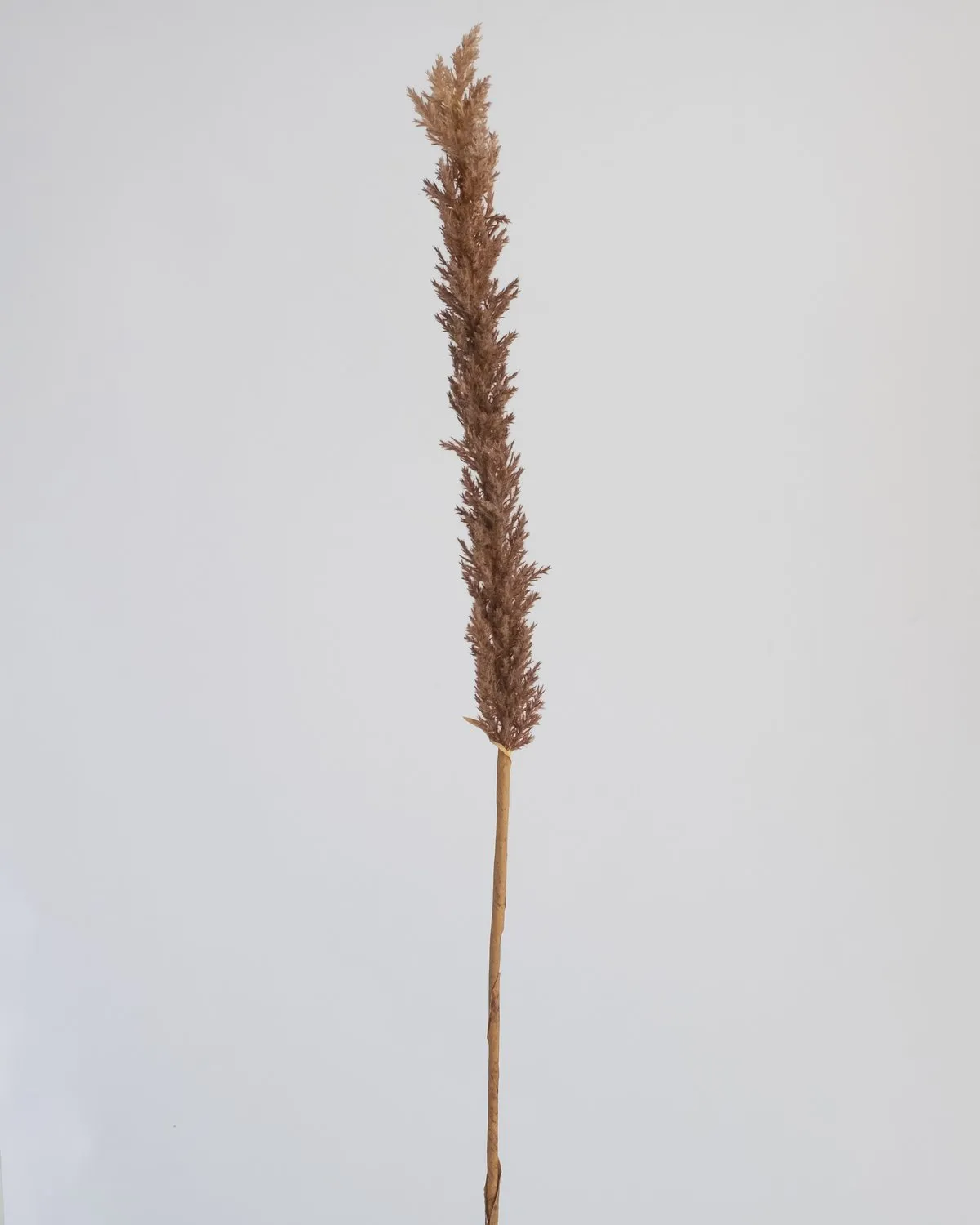 LONG REED GRASS SPRAY