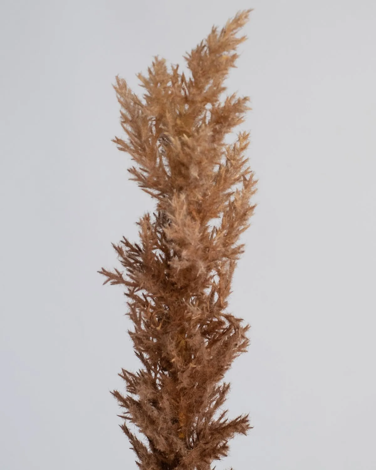 LONG REED GRASS SPRAY