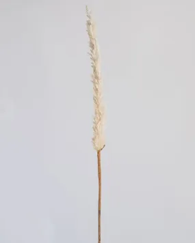 LONG REED GRASS SPRAY